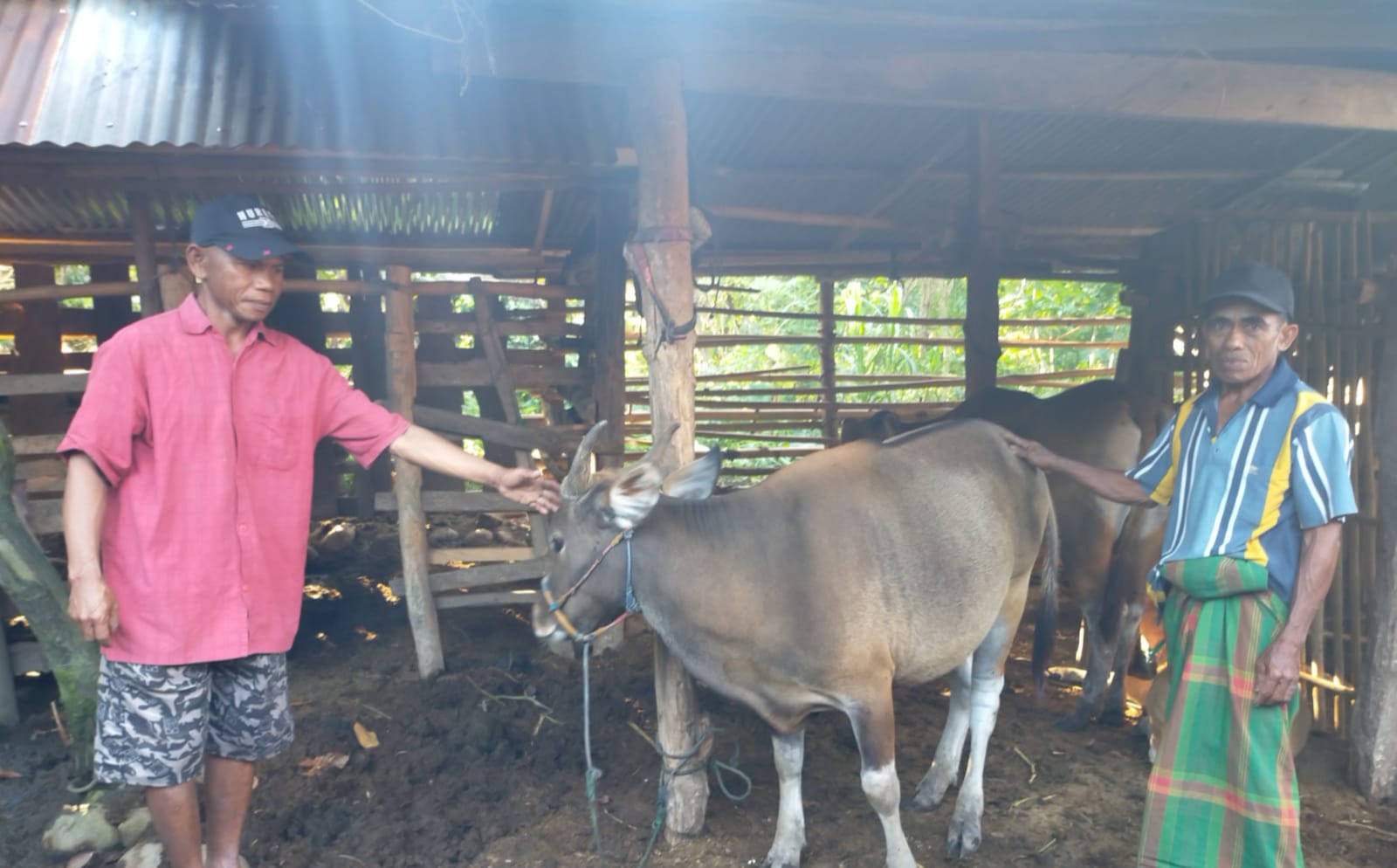 Calon Hewan Qurban Sehat dan sudah memenuhi kriteria