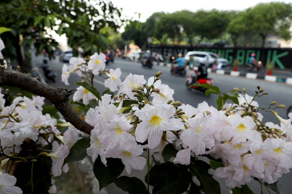 Ribuan Bunga Tabebuya Bermekaran di Kota Surabaya