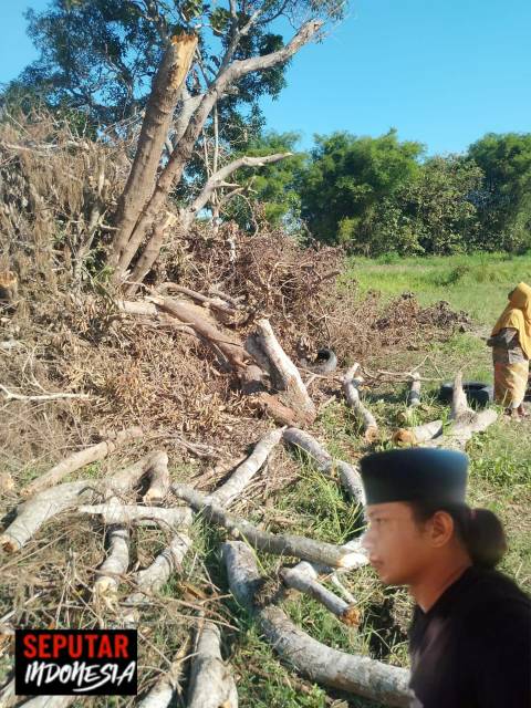 Pohon Milik Warga Di Tebang Secara Brutal, LSKAP Siap Dampingi Ke Jalur Hukum 