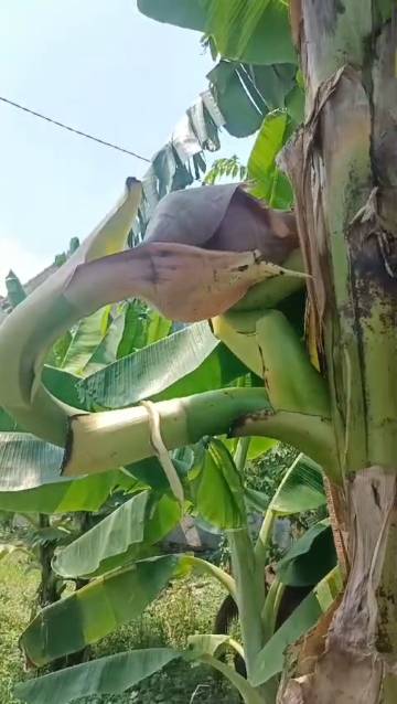 Salah satu Pohon Pisang Unik Serta Aneh