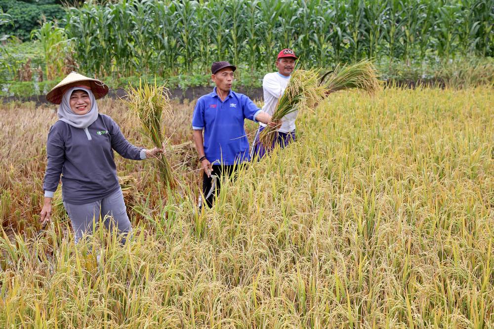 Panen Raya di Kelurahan Made Hasilkan 3 Ton Padi
