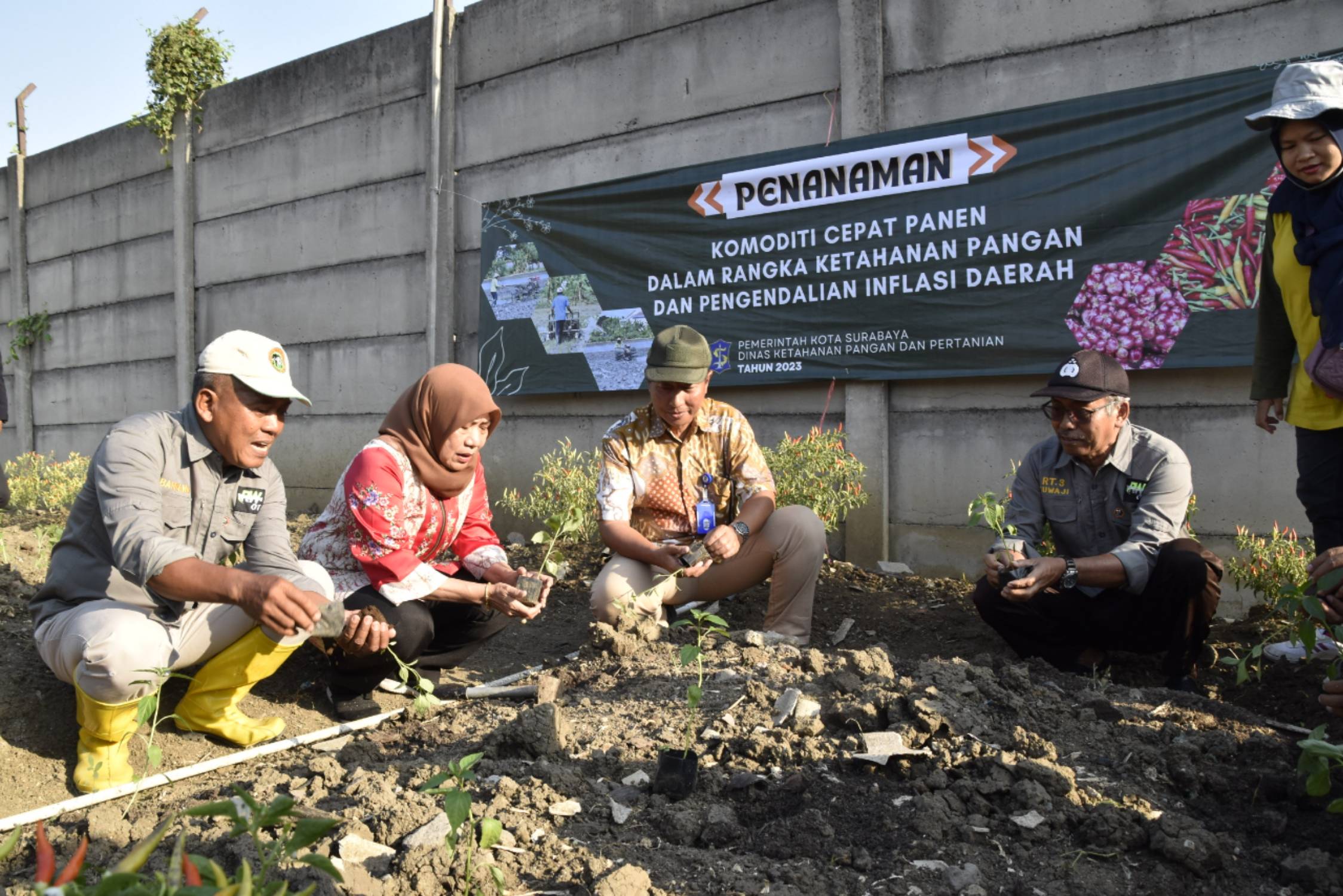 Harga Cabai Meroket di Petani, 