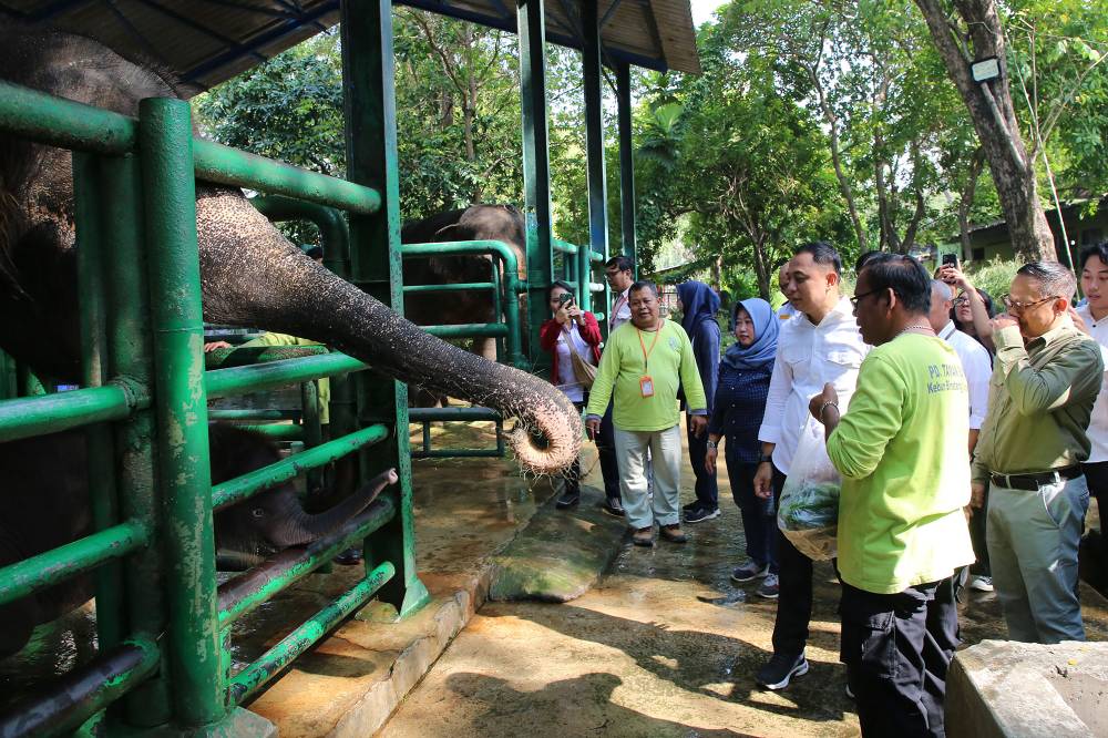 Wali Kota Eri Berikan Nama Rocky Balboa Pada Anak Gajah KBS,