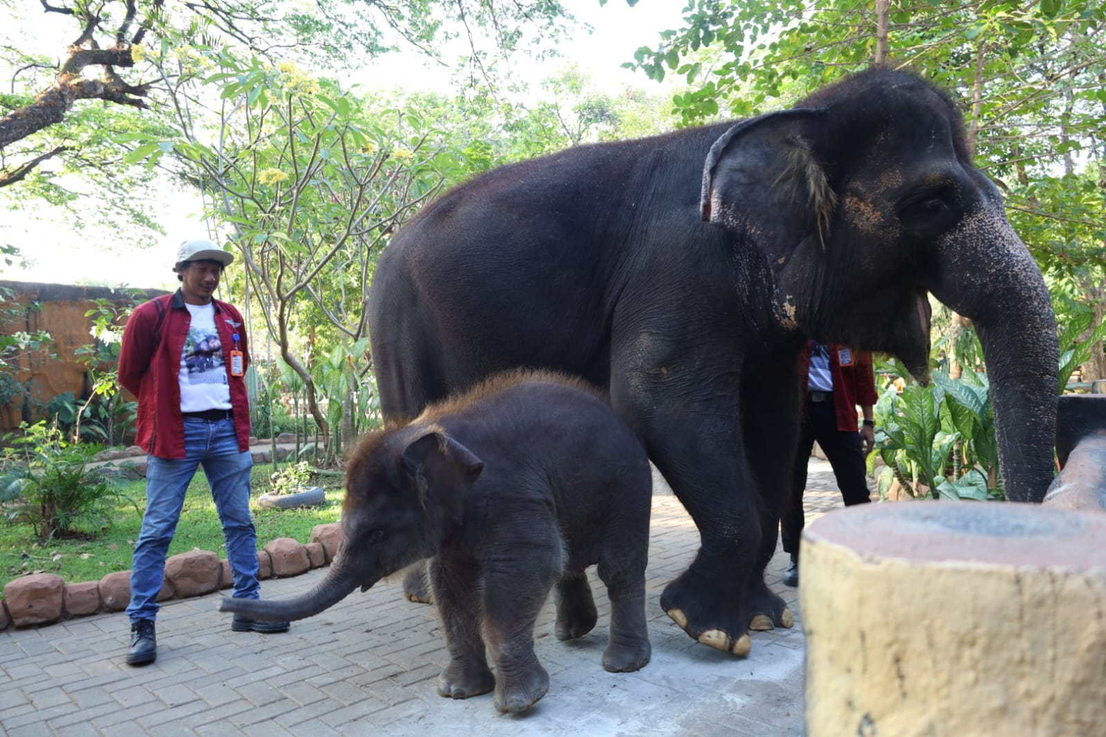 KBS Kenalkan Anak Gajah Sumatera “Rocky Balboa” ke Publik
