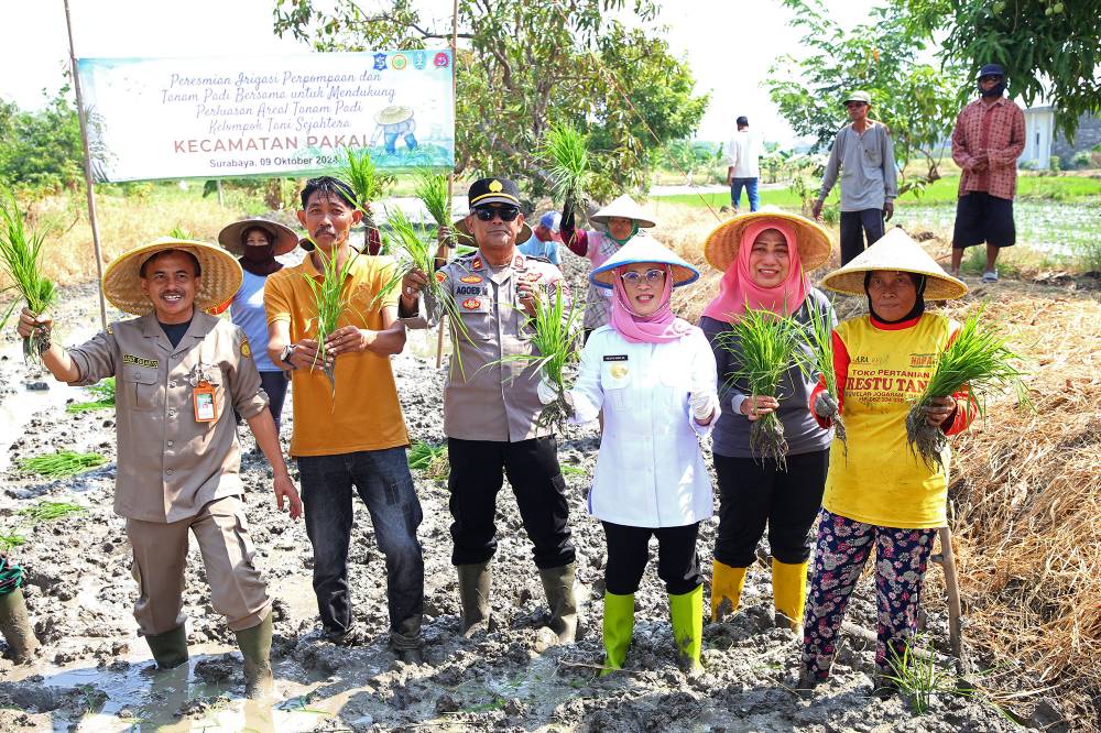 Pemkot Surabaya dan Kementan RI Resmikan Irigasi Pompa dan Tanam Padi di Kecamatan Pakal
