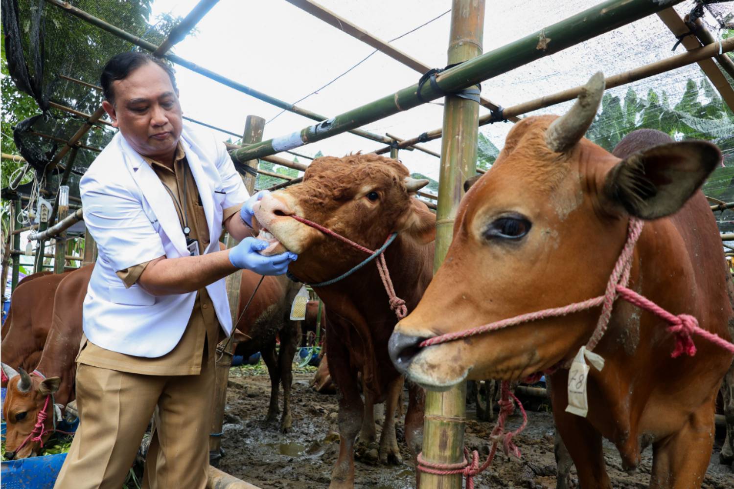 DKPP Surabaya Bagikan Tips Memilih Hewan Kurban Sehat